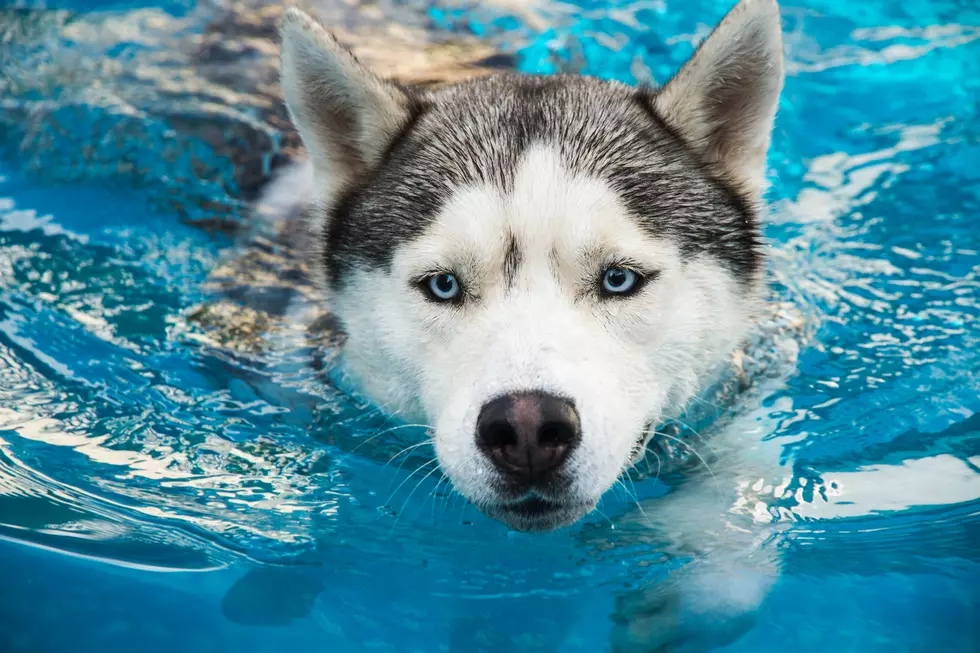 It’s A Swimming Party for Your Dogs