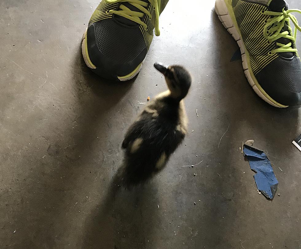 A Baby Duck Magically Appeared in My Garage