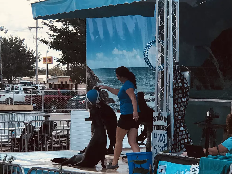 Highlight of the Tri-State Fair – Sea Lion Splash