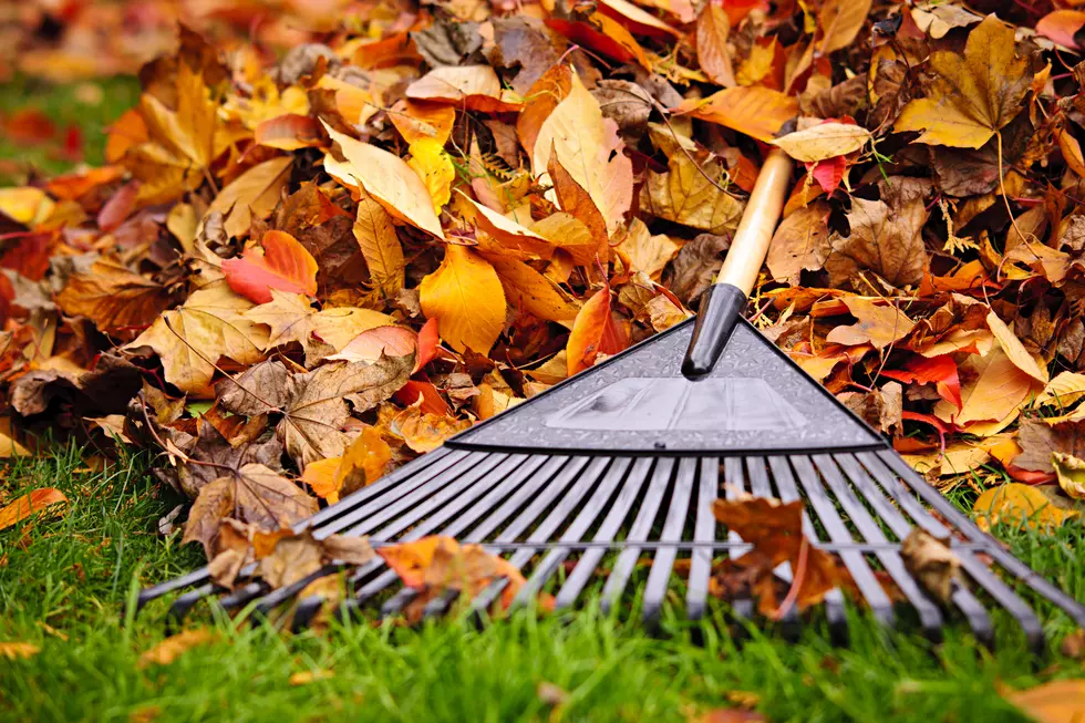 Here’s Why You Shouldn’t Rake Your Leaves in Amarillo