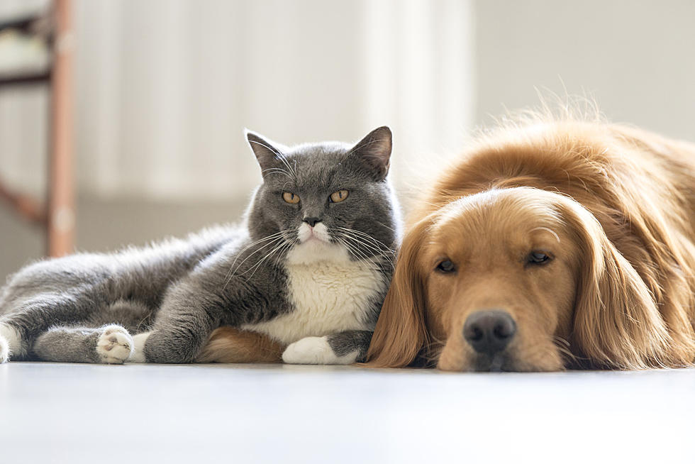 806 Health Tip: How Your Mood Affects Your Furry Friends