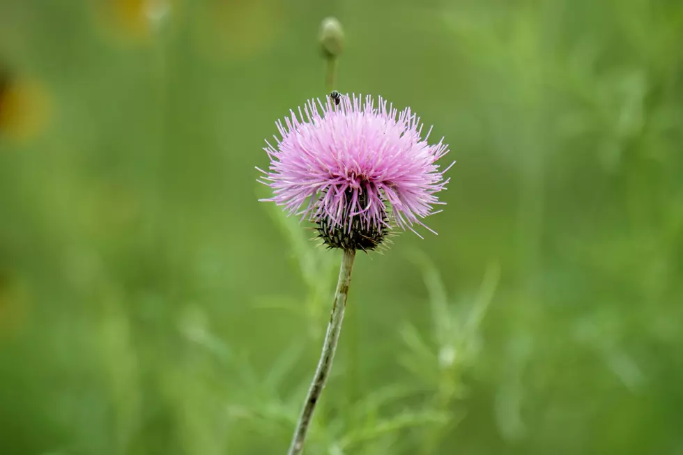 Here Are Ways You Can Fight The Wicked Texas Thistles In The Yard