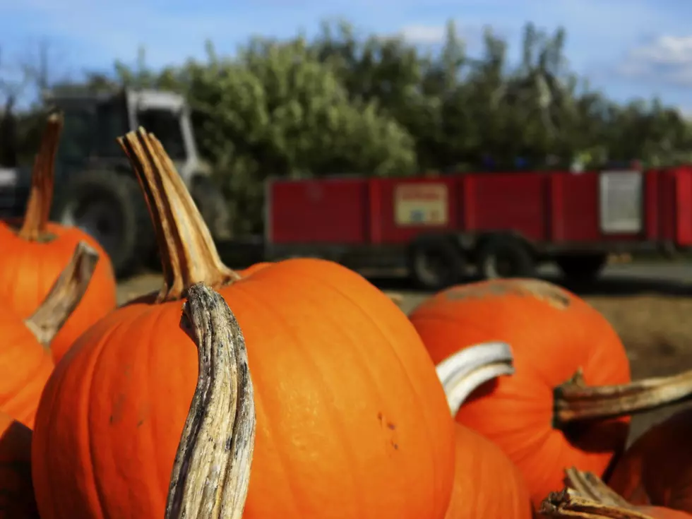 Here Are Four Of The Amarillo Area's Wonderful Pumpkin Farms