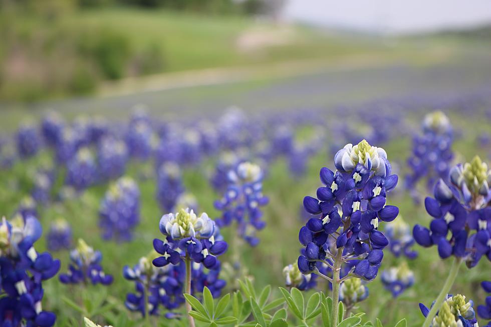 Bluebonnet Season Almost Here. Is It Really Illegal To Pick Them?