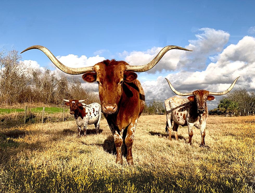Texans Gullible? The Weird Myths That People From Texas Believe.