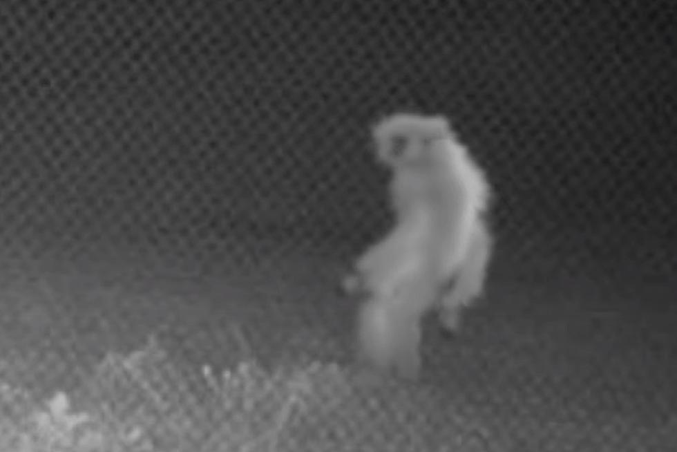 Investigators Still Want Answers To Mysterious Amarillo, Texas Creature