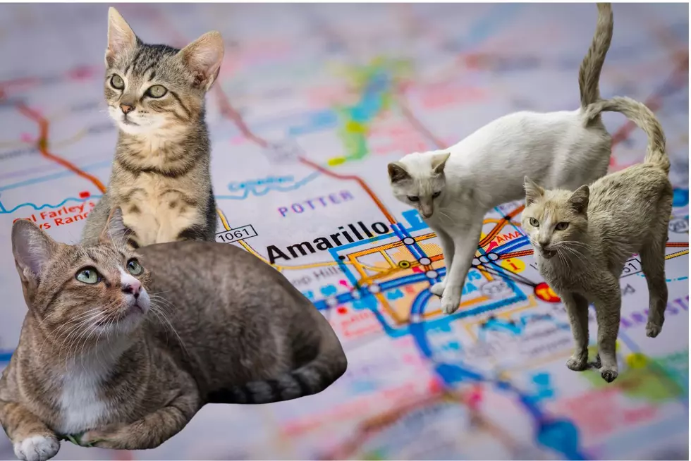 Dealing With Stray Cats The Right Way In Amarillo, Texas
