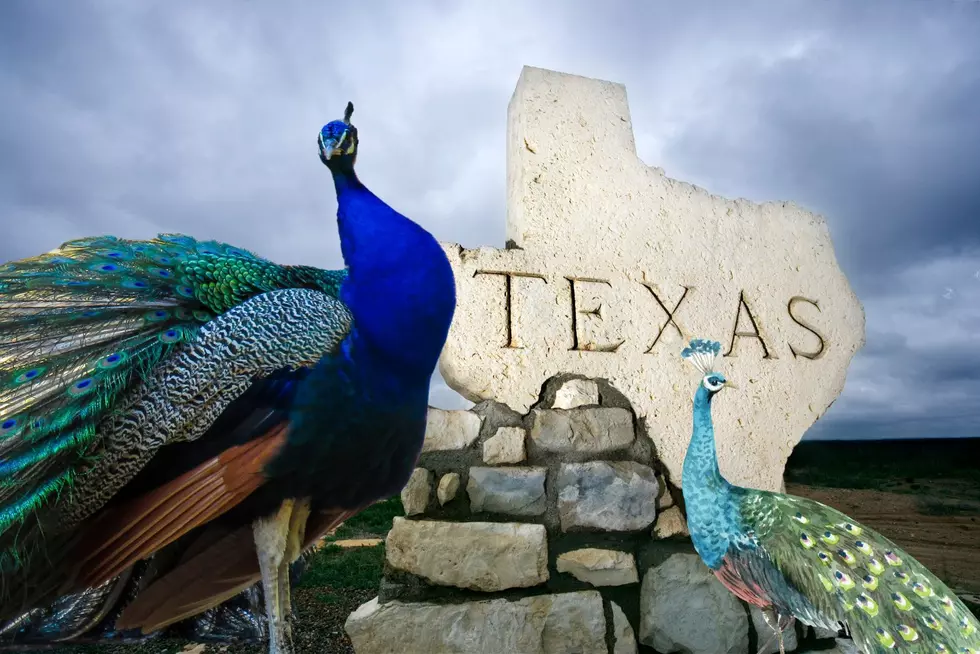 These Two Small Towns In Texas That Are Perfect For Peacock Lovers