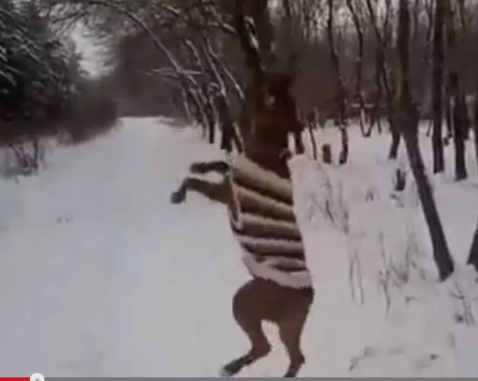 Pittbull Tries To Get Stick Out of Tree [VIDEO]