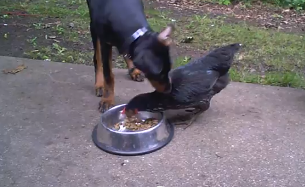 Doberman Reluctantly Shares Food With Chickens [VIDEO]