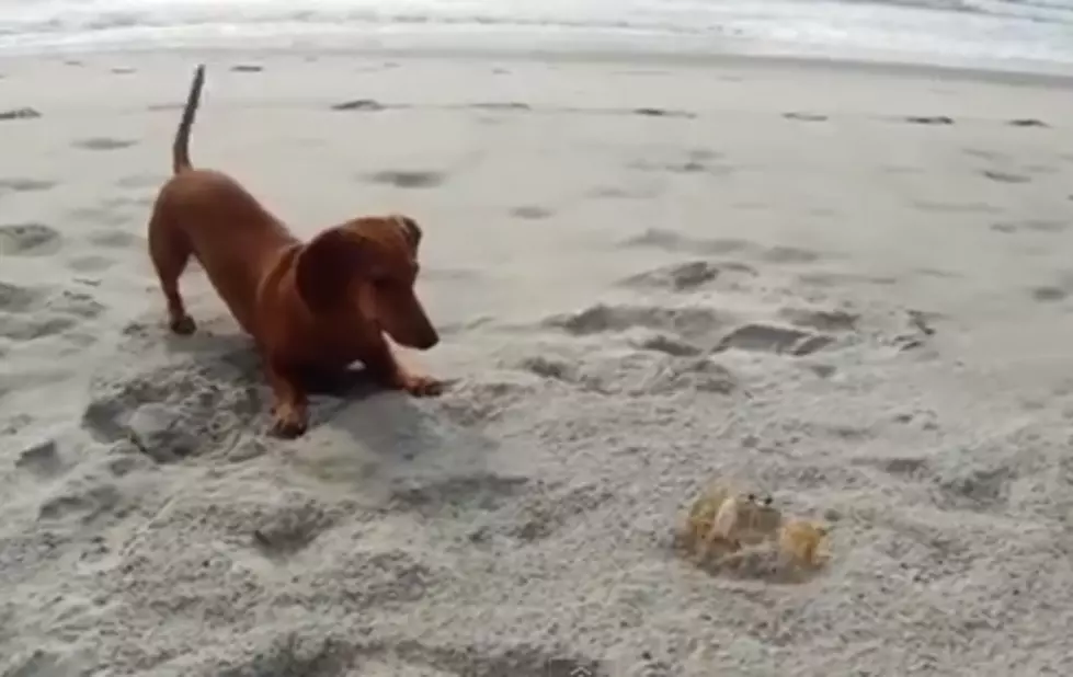 Cute Puppy Chases Crab [VIDEO]