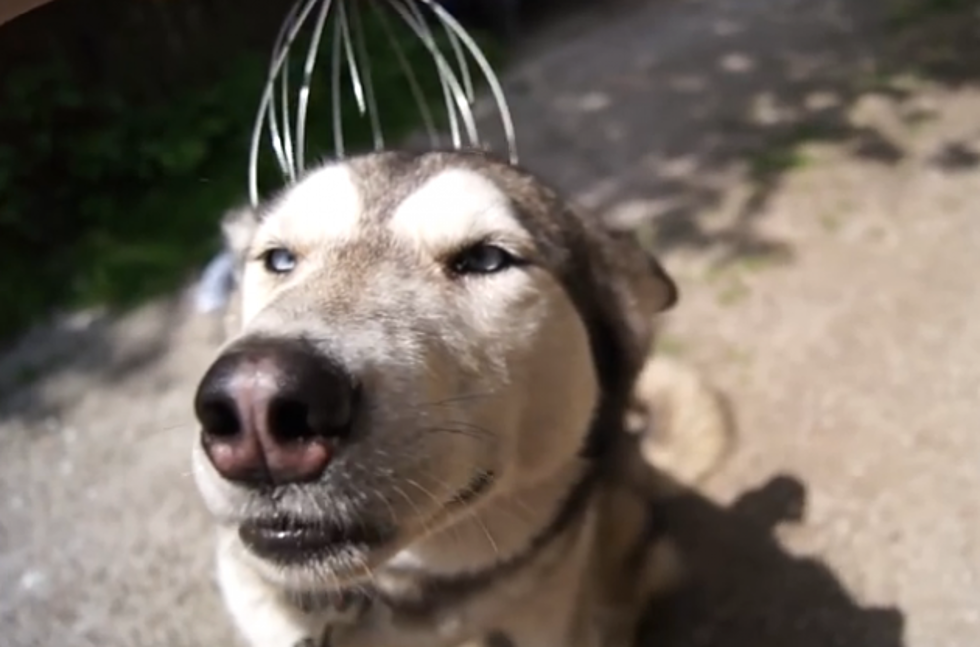 Dog Actually Smiles During Head Massage [VIDEO]