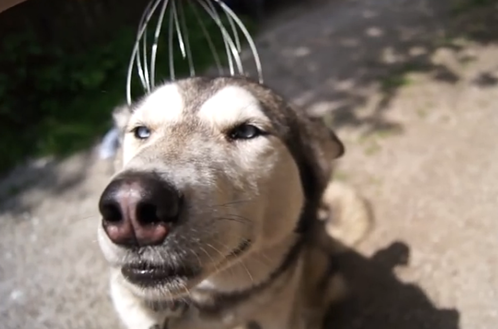 Dog Loves head Massage