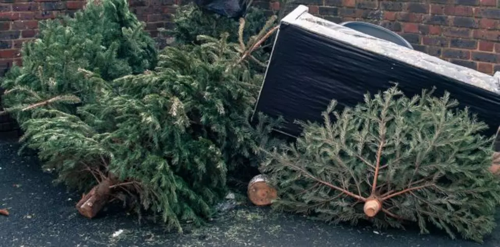 When Do You Take Down Your Christmas Tree? [POLL]