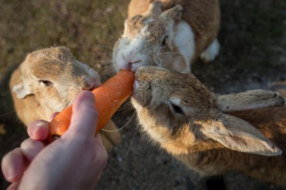 Iowa Rabbit Festival Starts March 19 &#8212; Fun, Food, Music and Rabbits