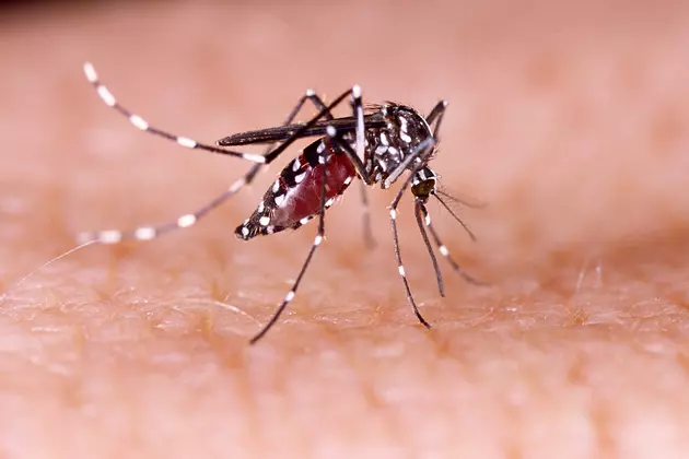 New Orleans, Louisiana Made Orkin&#8217;s Annual List For Most Mosquito Treatments