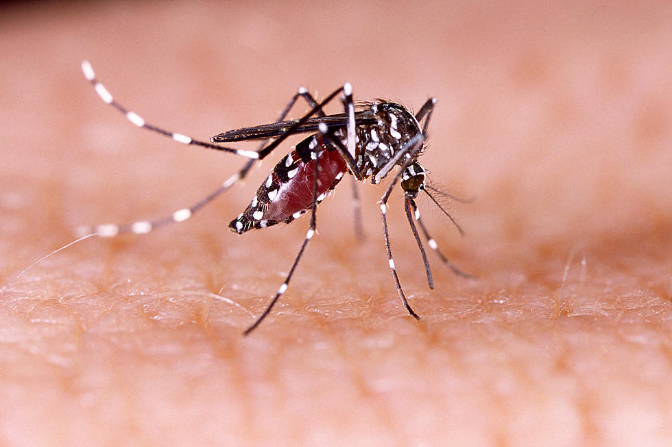 Louisiana Reports First West Nile Cases In 2019