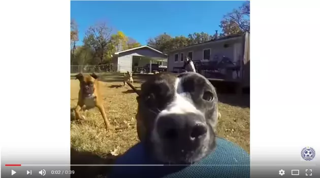 A Dog Filming Itself with A GoPro [VIDEO]
