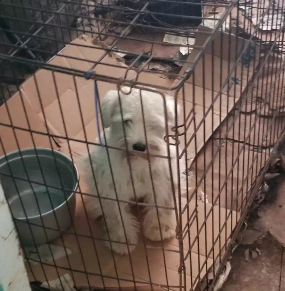 47 Mistreated Dogs Rescued Near Oberlin [WATCH]