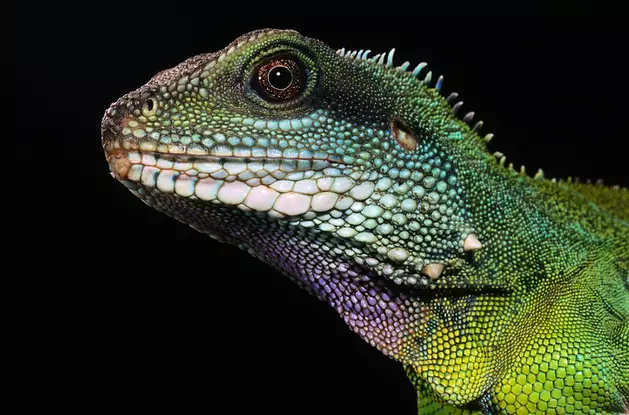 Exotic Reptile And Pet Show This Weekend In Lake Charles