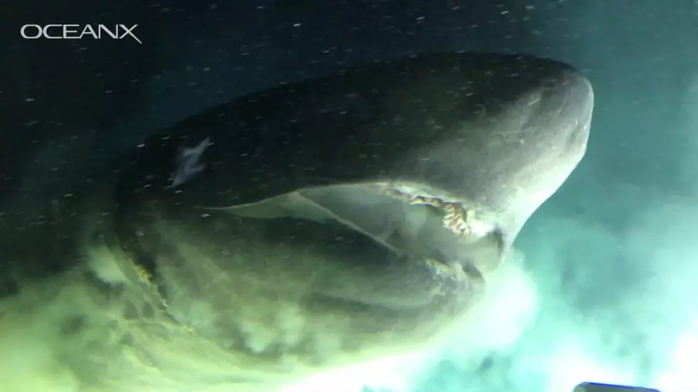 Researchers Film A Shark Bigger Than Their Submarine