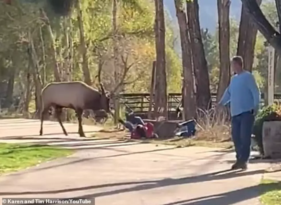 A Bull Elk Charges People At Rocky Mountain National Park