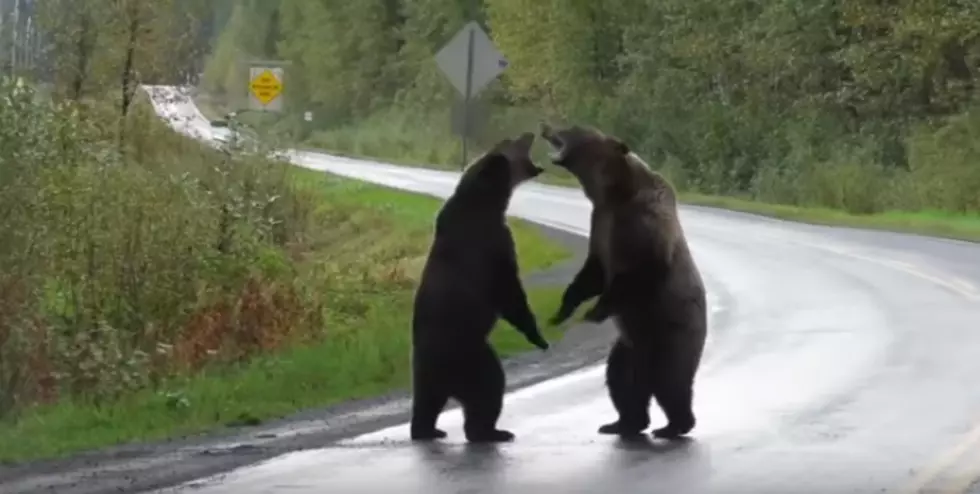 Rare Video Of Two Grizzlies Viciously Fighting