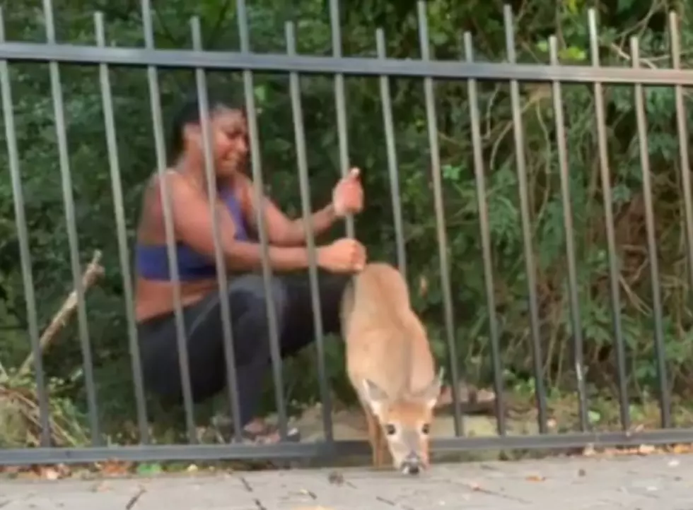 A Woman Bends Metal Bars With Her Bare Hands To Save A Deer