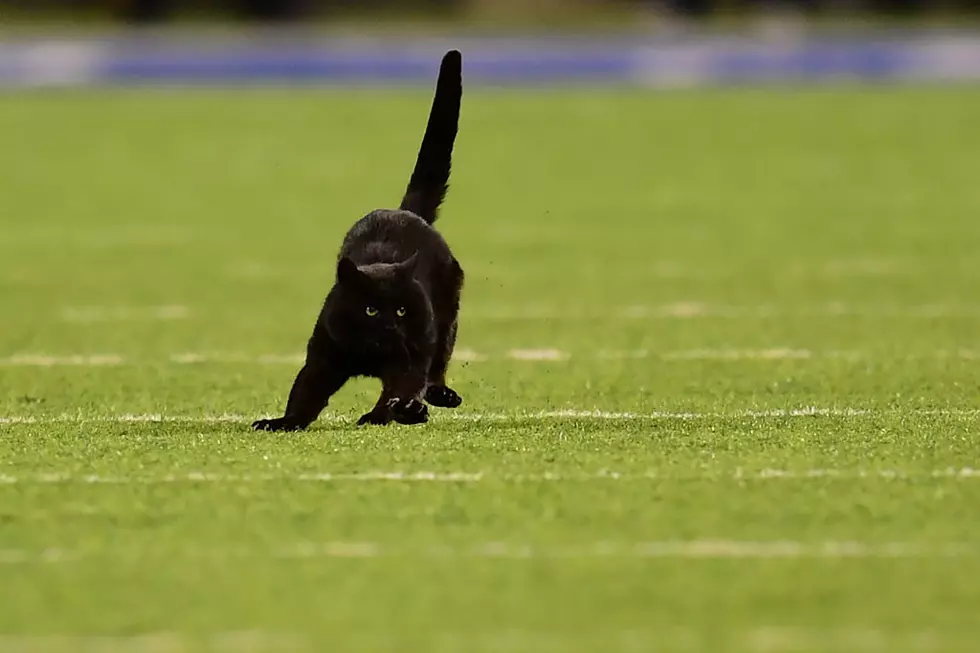 Black Cat Brings Dallas Cowboys Football Game To A Halt