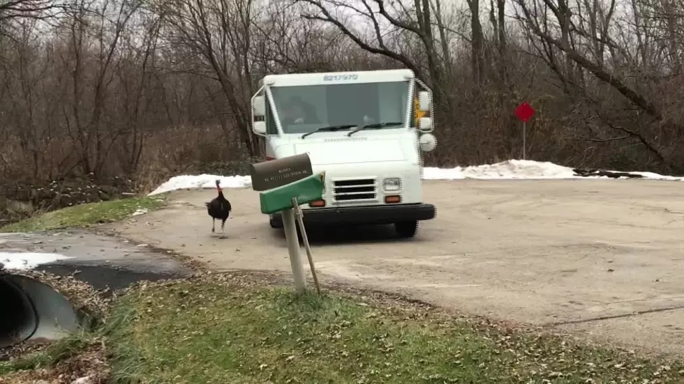 A Turkey Stalks A Mail Truck Making Deliveries