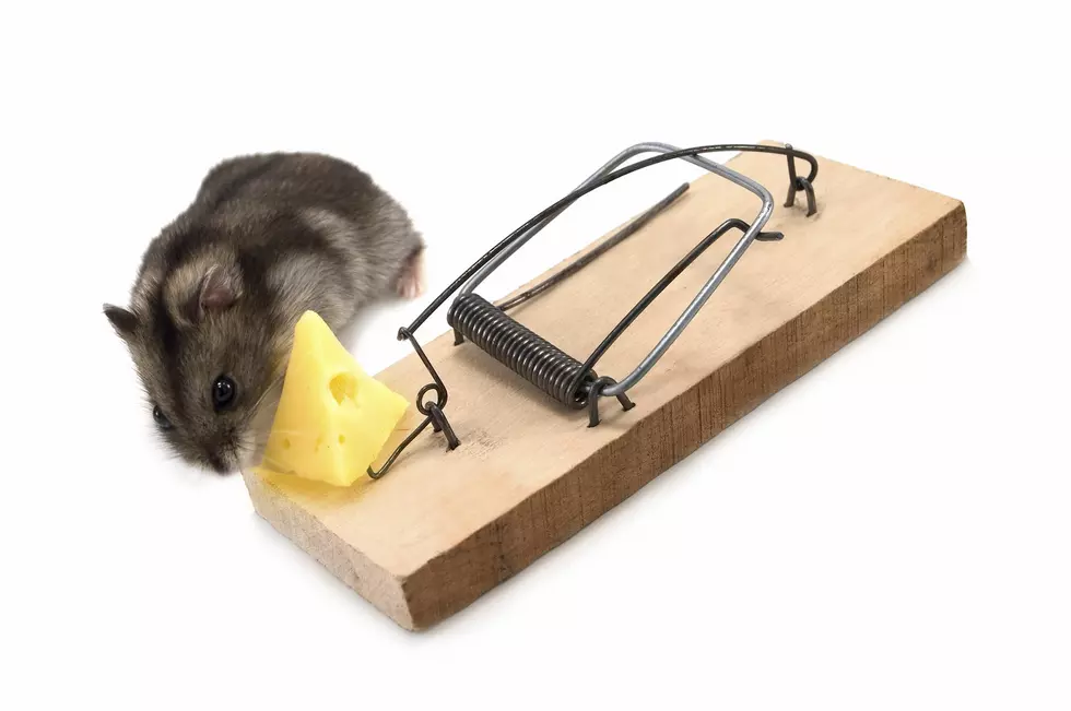 PSA Shows Importance Of Social Distancing Using Mouse Traps