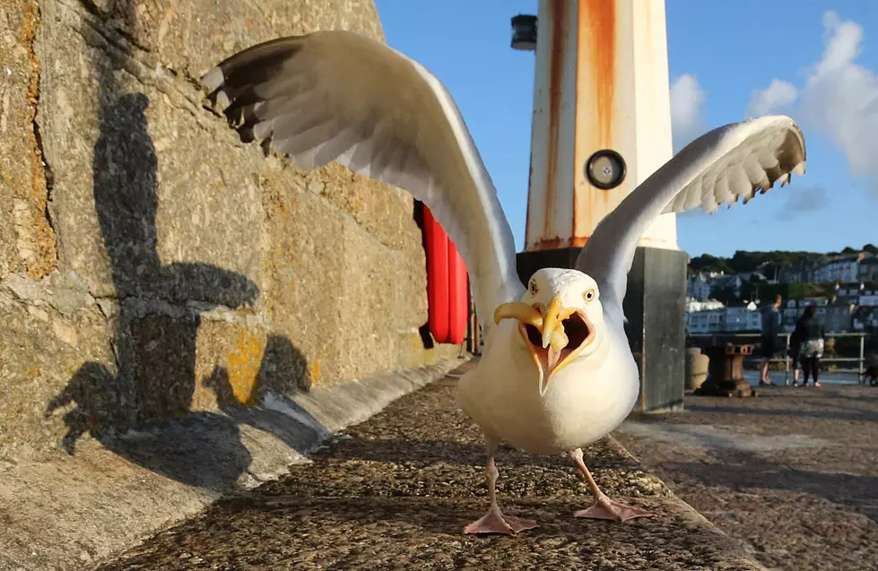 Seagull Swoops Down and Eats Man’s Tongue After Street Brawl