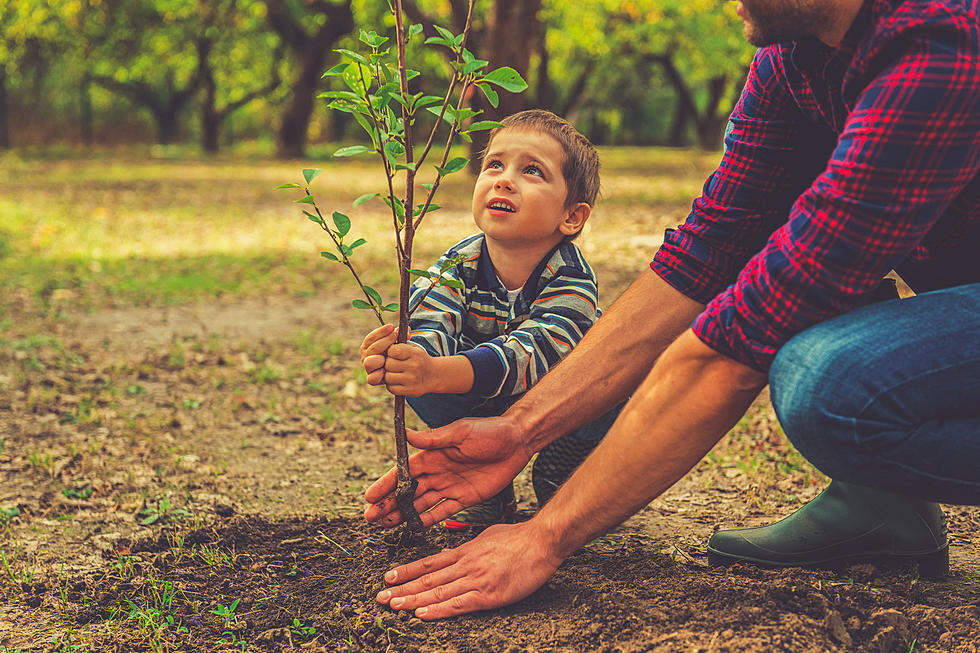 Sam Houston Jones Park Needs Volunteers To Help Plant Trees
