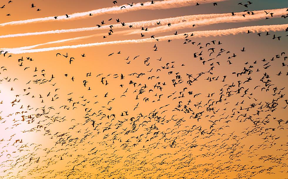 Millions Of Birds Are Migrating Across Louisiana