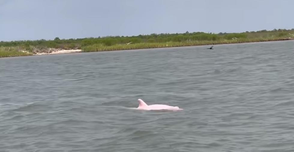 Houston Angler Videos Rare Pink Dolphins Off Louisiana Coast