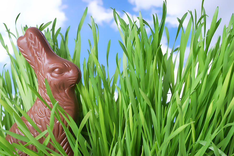 Texas Costco Stores Are Selling Two-Foot-Tall Chocolate Bunnies