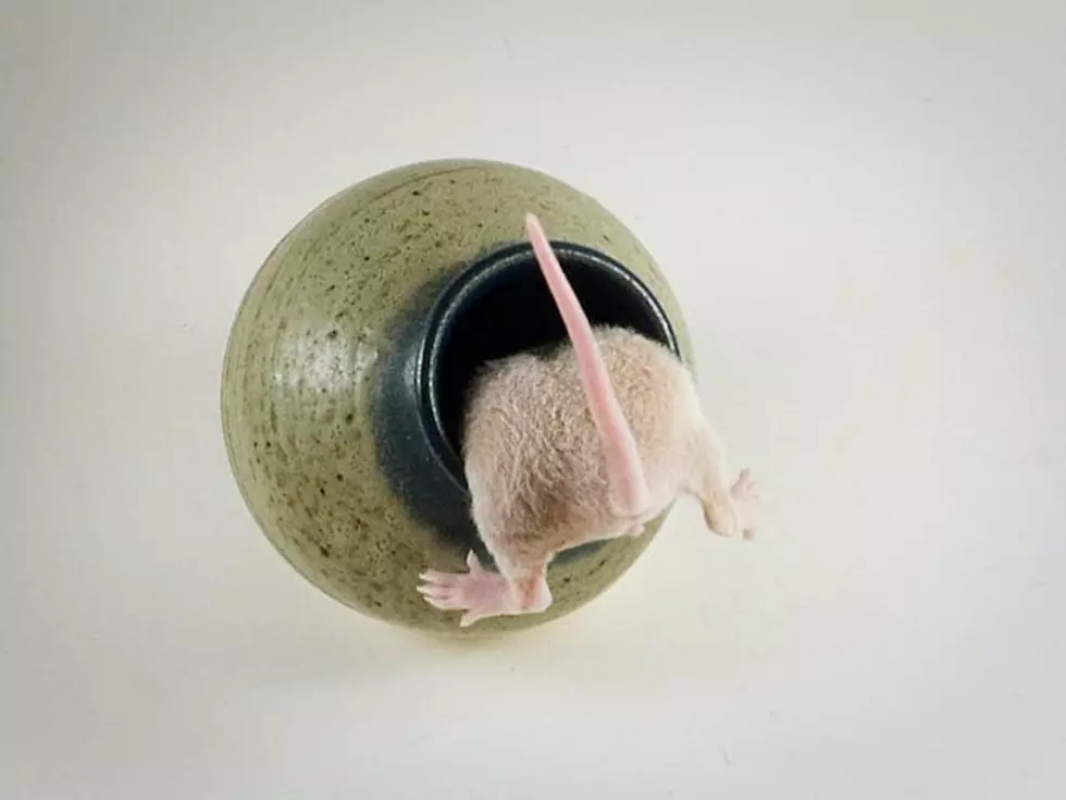 Texas And Louisiana Have Three Of The ‘Top Rat Infested Cities’ In The USA