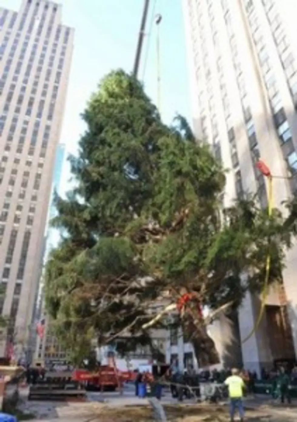 NYC:  Rockefeller Center Tree