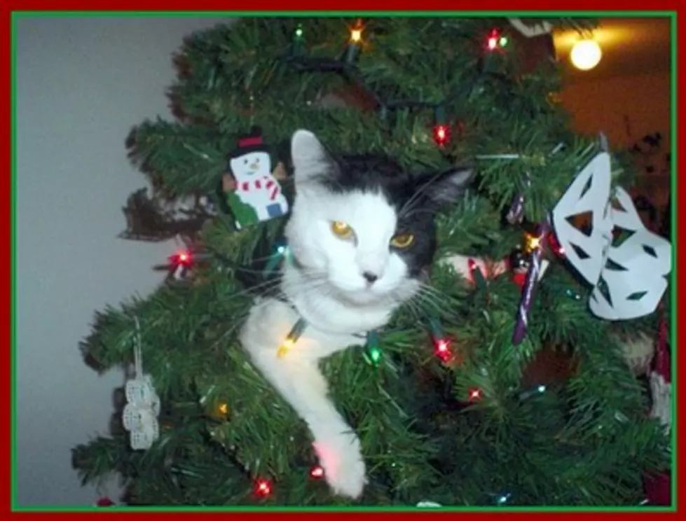 How To Cat-Proof Your Christmas Tree!