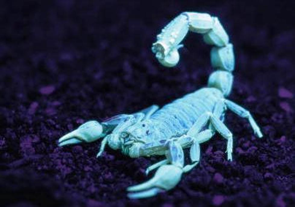 “Scorpions” On A Plane?