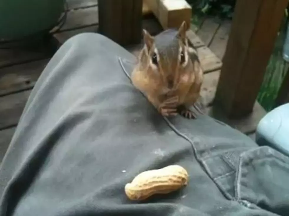Chipmunk&#8217;s Elastic Jaw Devours Multiple Peanuts at Once [VIDEO]
