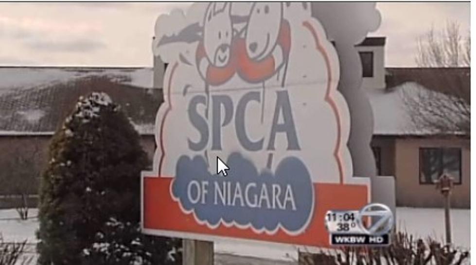 Niagara SPCA Asks Attorney Cambria to Investigate [VIDEO]