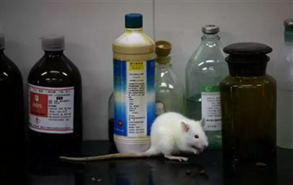Having Fun With&#8230;RATS? [VIDEO]