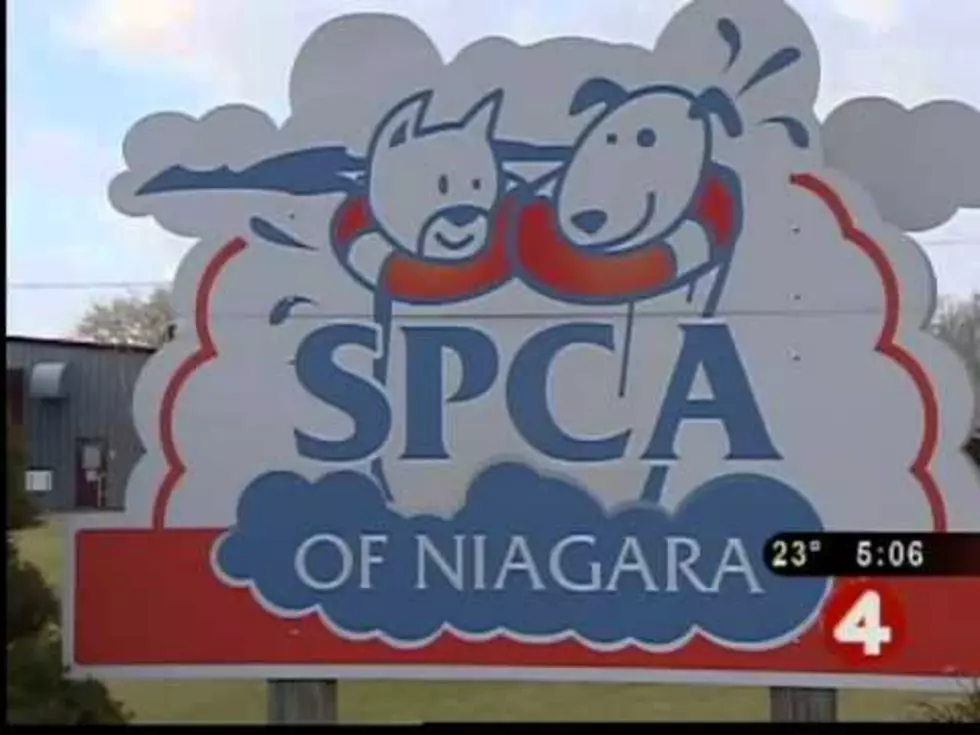 Things Looking Up for Niagara County SPCA [VIDEO]