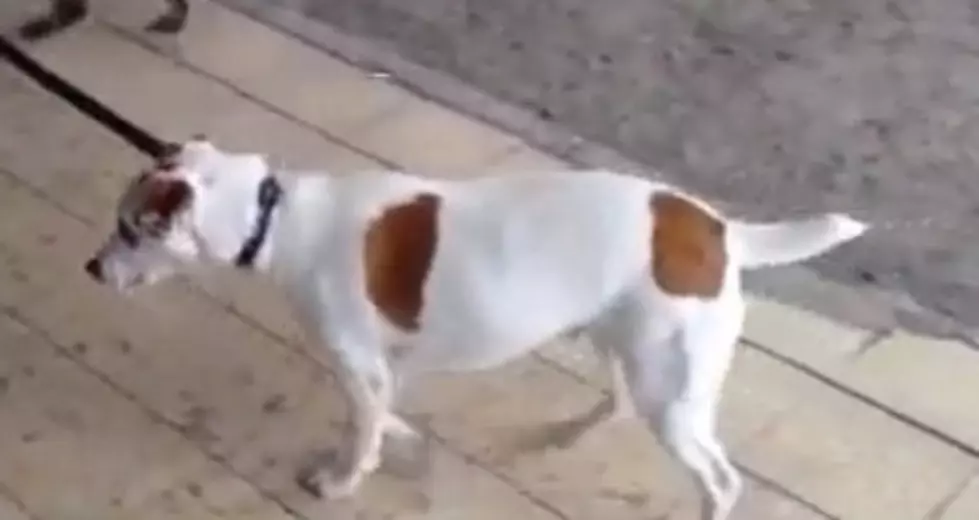Cat Walking The Dog [VIDEO]