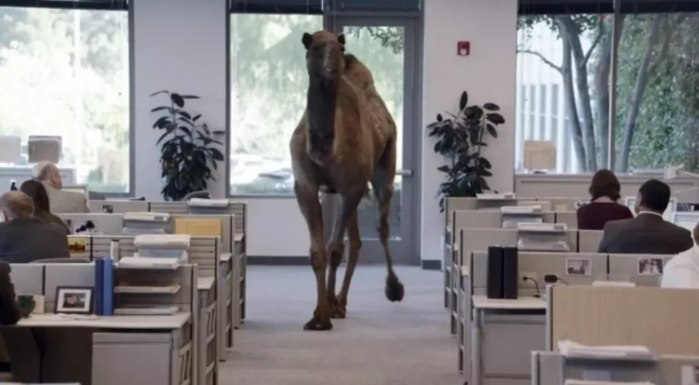 Hump Day &#8212; The Remix [AUDIO / VIDEO]