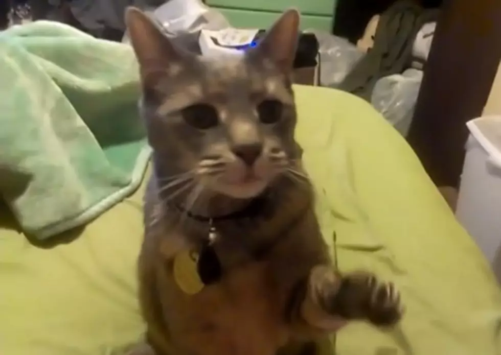 Silver The Cat Knows More Tricks Than Heather&#8217;s Dog! [VIDEO]