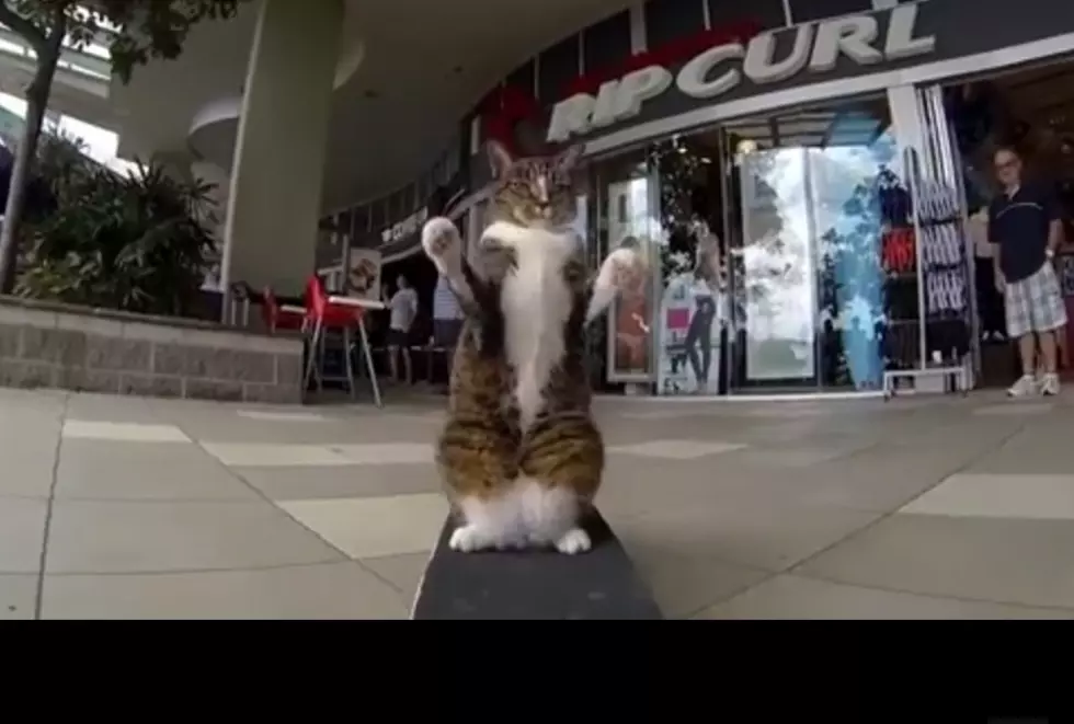 Meet Didga, The Skateboarding Cat [VIDEO]
