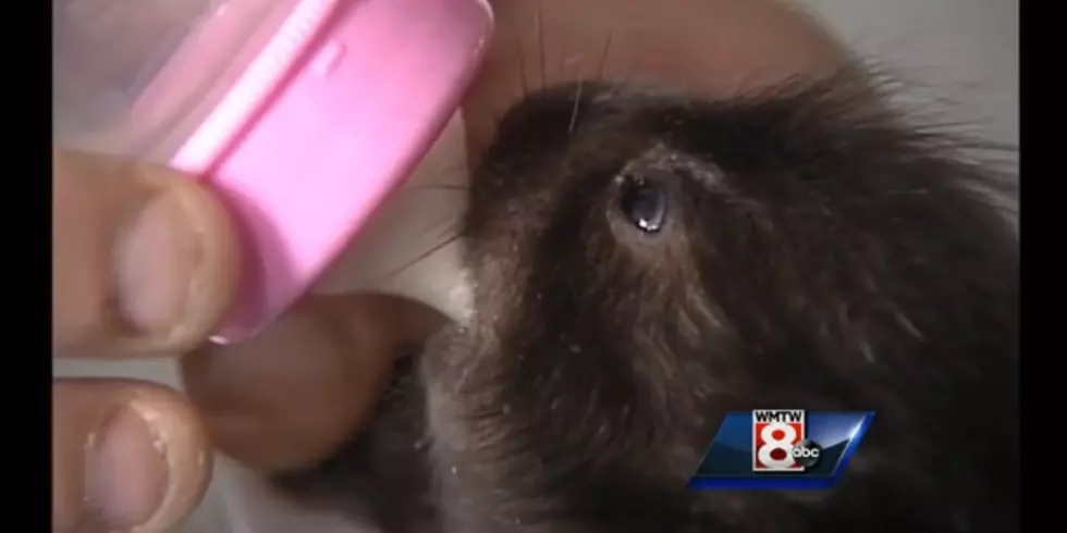 Man Performs C-Section On Porcupine And Reveals Adorable Baby [VIDEO]
