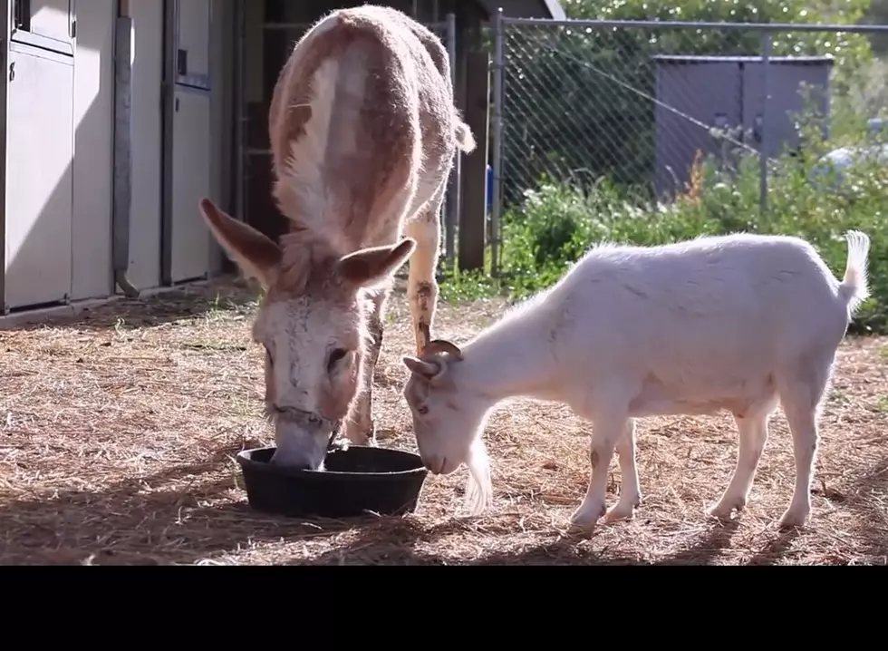 2 Fun Goat Videos For The Weekend [VIDEO]